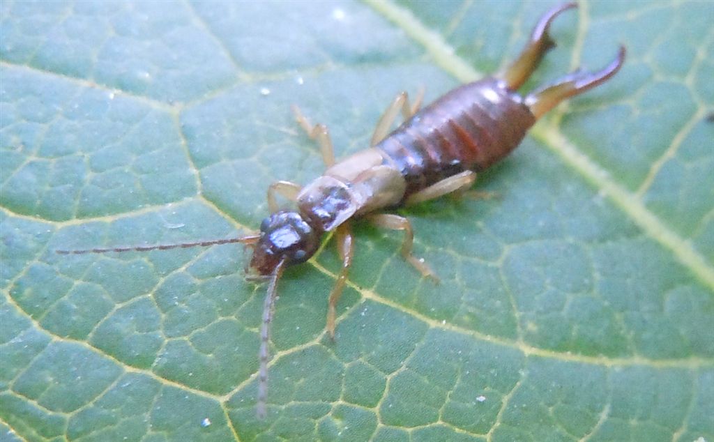 Guanchia pubescens da Agnano (NA)